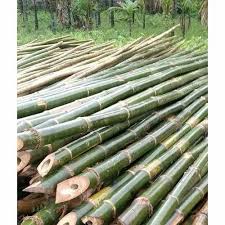 Bamboo